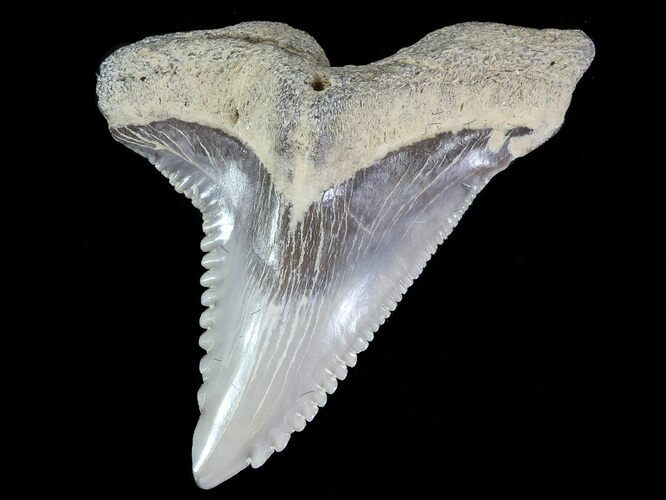 Large, Hemipristis Shark Tooth Fossil - Virginia #71131